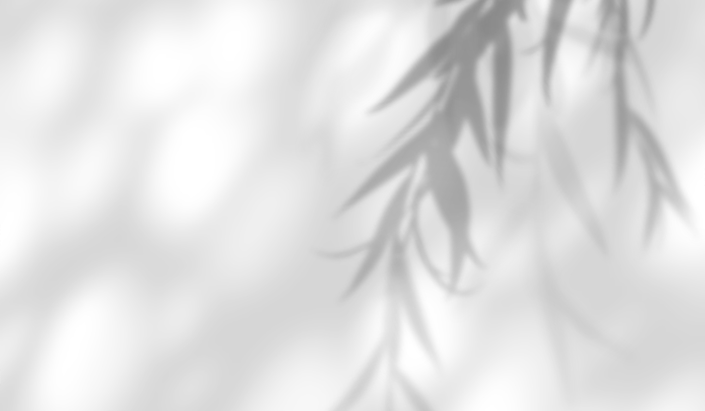 Willow leaves casting a soft shadow across a pale wall.