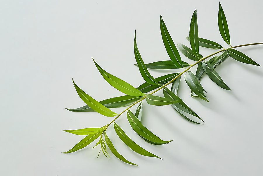 Willow leaves casting a soft shadow across a pale wall.